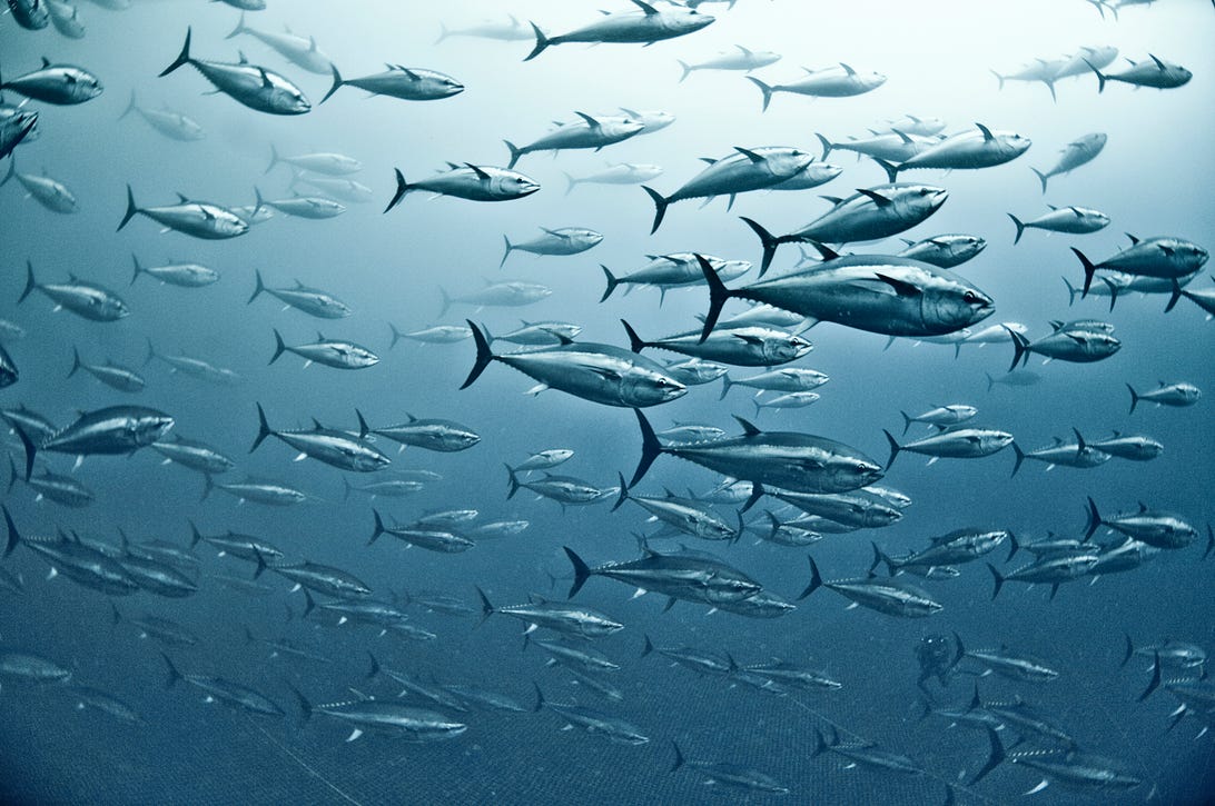 A large group of swimming yellowfin tuna is seen from below.