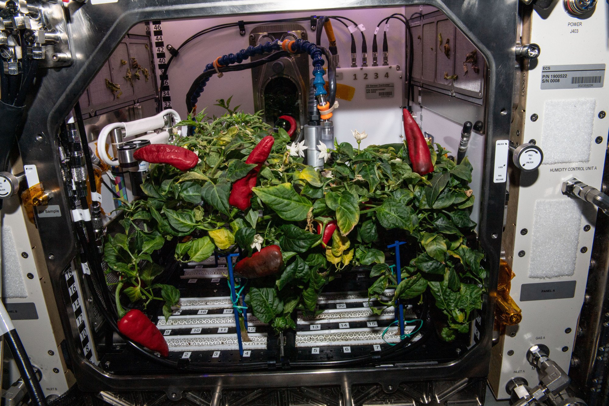Chili peppers growing on the International Space Station