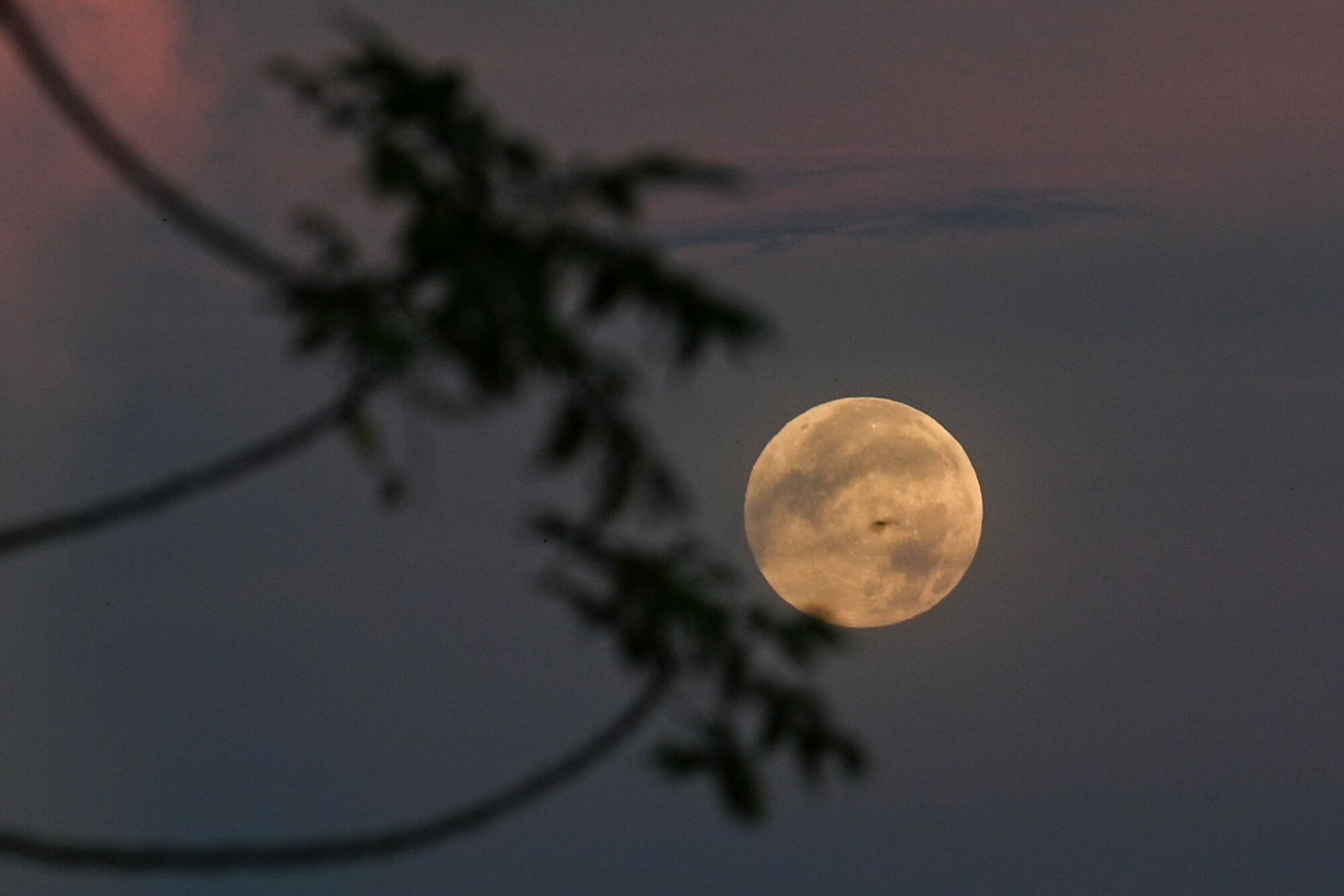 The full moon against a dusky sky behind a tree branch.
