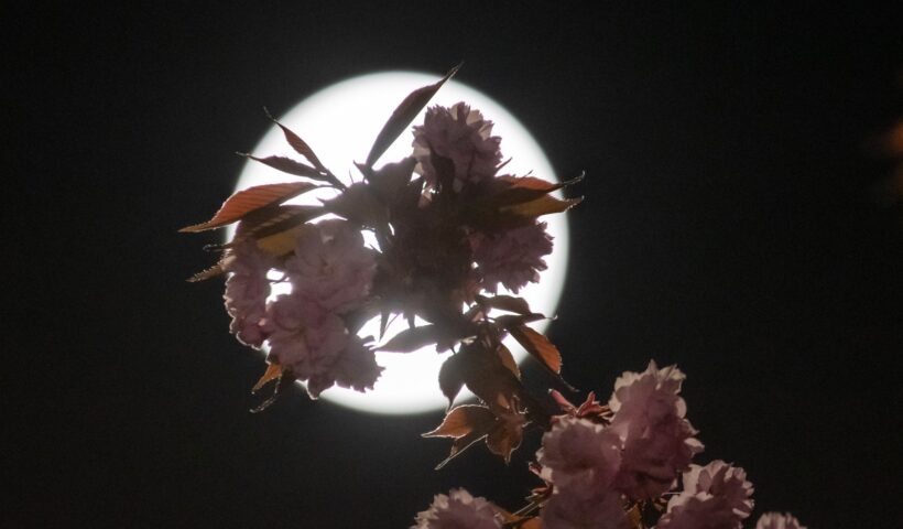 Pink flowers silhouetted against the full moon.