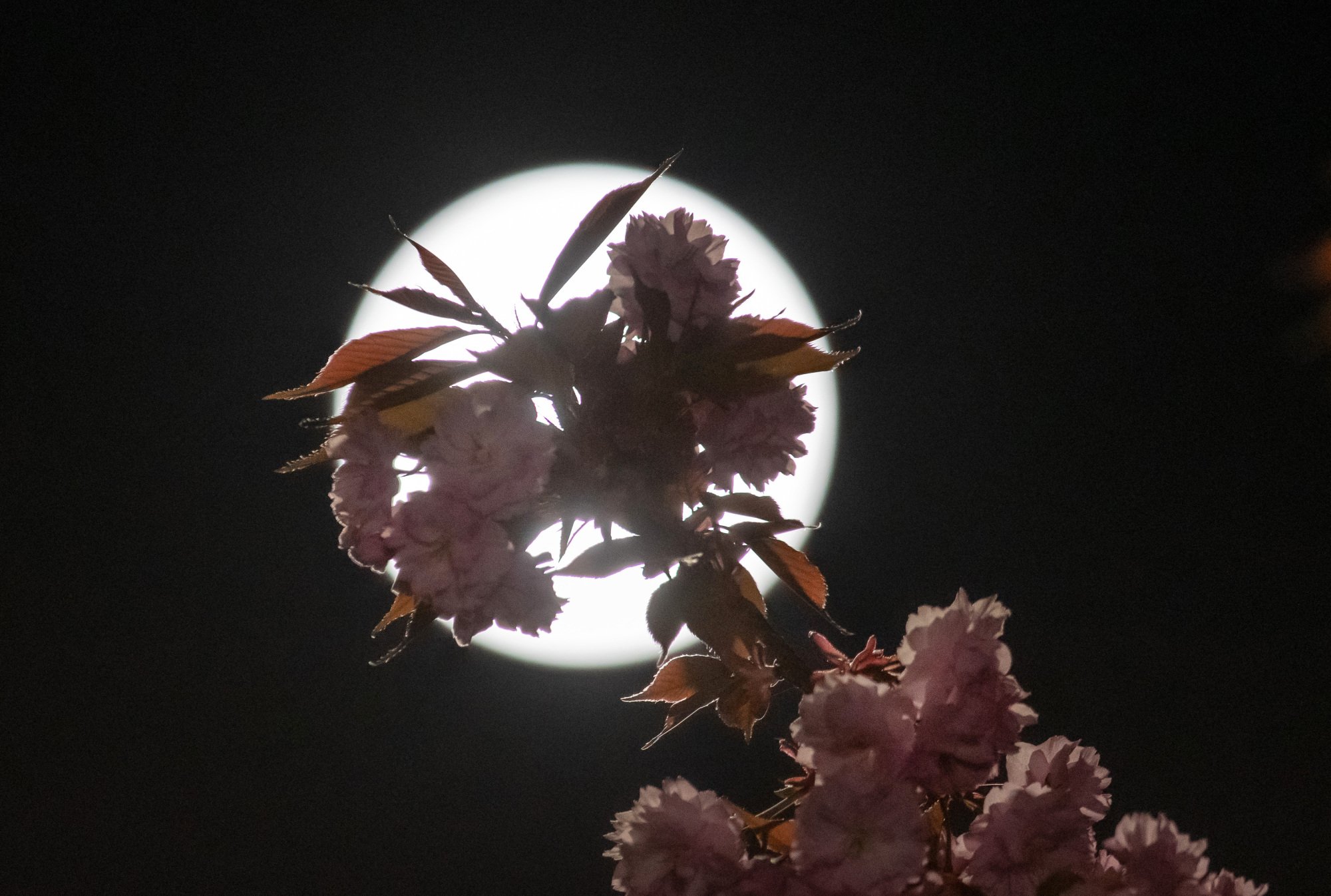 Pink flowers silhouetted against the full moon.